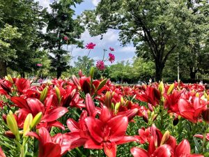 千種公園、ユリ園、6月夏の花、名古屋市千種区の観光・撮影スポットの画像と写真