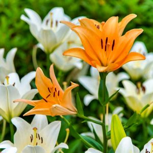 千種公園、ユリ、6月夏の花、名古屋市千種区の観光・撮影スポットの画像と写真