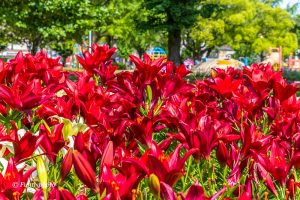 千種公園、ユリ園、6月夏の花、名古屋市千種区の観光・撮影スポットの画像と写真