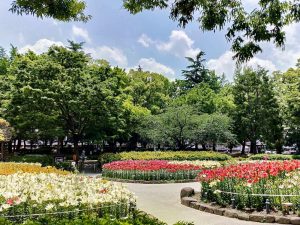 千種公園、ユリ園、6月夏の花、名古屋市千種区の観光・撮影スポットの画像と写真