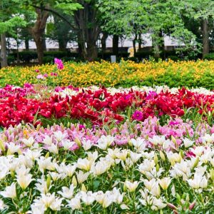 千種公園、ユリ、6月夏の花、名古屋市千種区の観光・撮影スポットの画像と写真