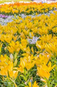 千種公園、ユリ園、6月夏の花、名古屋市千種区の観光・撮影スポットの画像と写真