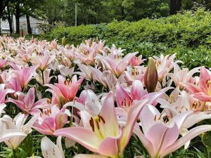 千種公園、ユリ園、6月夏の花、名古屋市千種区の観光・撮影スポットの画像と写真