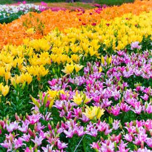 千種公園、ユリ、6月夏の花、名古屋市千種区の観光・撮影スポットの画像と写真