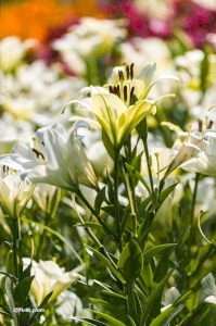 千種公園、ユリ園、6月夏の花、名古屋市千種区の観光・撮影スポットの画像と写真