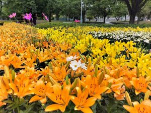 千種公園、ユリ園、6月夏の花、名古屋市千種区の観光・撮影スポットの画像と写真