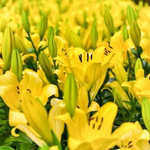 千種公園、ユリ、6月夏の花、名古屋市千種区の観光・撮影スポットの画像と写真