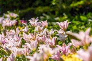 千種公園、ユリ園、6月夏の花、名古屋市千種区の観光・撮影スポットの画像と写真