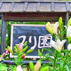 千種公園、ユリ、6月夏の花、名古屋市千種区の観光・撮影スポットの画像と写真