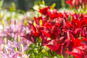 千種公園、ユリ園、6月夏の花、名古屋市千種区の観光・撮影スポットの画像と写真