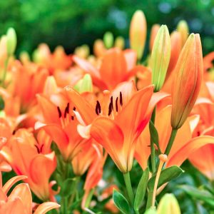 千種公園、ユリ、6月夏の花、名古屋市千種区の観光・撮影スポットの画像と写真