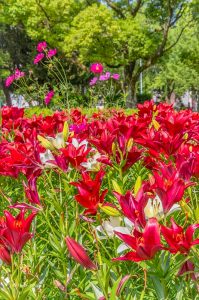 千種公園、ユリ園、6月夏の花、名古屋市千種区の観光・撮影スポットの画像と写真