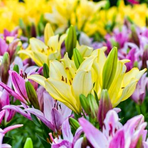 千種公園、ユリ、6月夏の花、名古屋市千種区の観光・撮影スポットの画像と写真