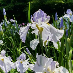 徳川園、花しょうぶ、6月夏の花、名古屋市東区の観光・撮影スポットの画像と写真