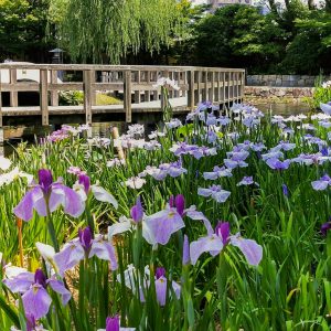 徳川園、花しょうぶ、6月夏の花、名古屋市東区の観光・撮影スポットの画像と写真