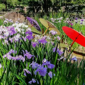 徳川園、花しょうぶ・和傘、6月夏の花、名古屋市東区の観光・撮影スポットの画像と写真