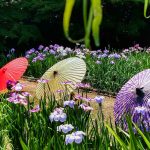 徳川園、花花しょうぶ・和傘、6月夏の花、名古屋市東区の観光・撮影スポットの画像と写真