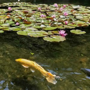 徳川園、スイレン、6月夏の花、名古屋市東区の観光・撮影スポットの画像と写真
