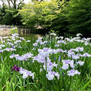 徳川園、花しょうぶ、6月夏の花、名古屋市東区の観光・撮影スポットの画像と写真