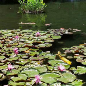 徳川園、スイレン、6月夏の花、名古屋市東区の観光・撮影スポットの画像と写真