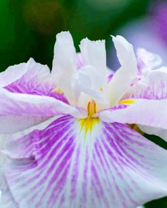 鶴舞公園、花しょうぶ、6月夏の花、名古屋市昭和区の観光・撮影スポットの画像と写真