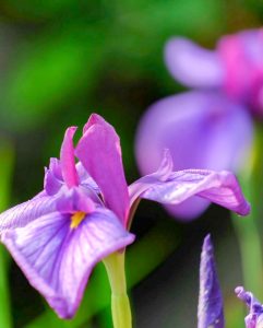 鶴舞公園、花しょうぶ、6月夏の花、名古屋市昭和区の観光・撮影スポットの画像と写真