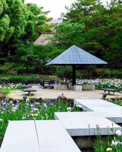 鶴舞公園、花しょうぶ、6月夏の花、名古屋市昭和区の観光・撮影スポットの画像と写真