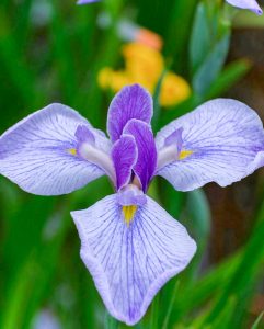 鶴舞公園、花しょうぶ、6月夏の花、名古屋市昭和区の観光・撮影スポットの画像と写真