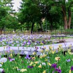 鶴舞公園、花しょうぶ、6月夏の花、名古屋市昭和区の観光・撮影スポットの画像と写真