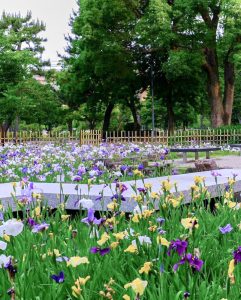 鶴舞公園、花しょうぶ、6月夏の花、名古屋市昭和区の観光・撮影スポットの画像と写真