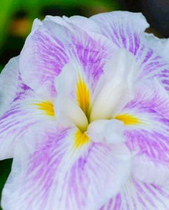 鶴舞公園、花しょうぶ、6月夏の花、名古屋市昭和区の観光・撮影スポットの画像と写真