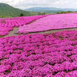 茶臼山高原、芝桜、6月夏の花、愛知県北設楽郡の観光・撮影スポットの画像と写真
