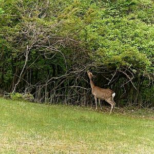 茶臼山高原、6月夏、愛知県北設楽郡の観光・撮影スポットの画像と写真