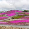 茶臼山高原、芝桜、6月夏の花、愛知県北設楽郡の観光・撮影スポットの画像と写真