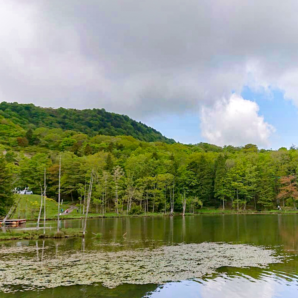 茶臼山高原、6月夏、愛知県北設楽郡の観光・撮影スポットの画像と写真