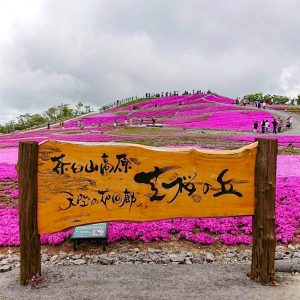 茶臼山高原、芝桜、6月夏の花、愛知県北設楽郡の観光・撮影スポットの画像と写真