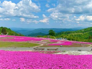 茶臼山高原芝桜まつり、6月春の花、愛知県豊田市の観光・撮影スポットの画像と写真