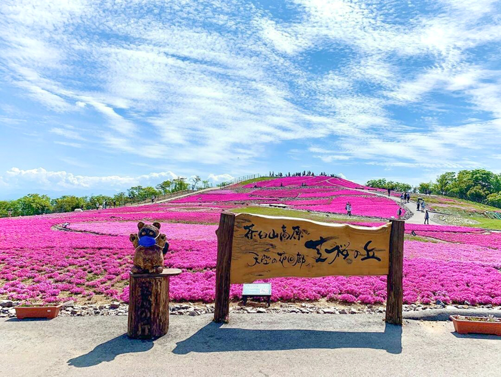 茶臼山高原芝桜まつり、6月春の花、愛知県豊田市の観光・撮影スポットの画像と写真