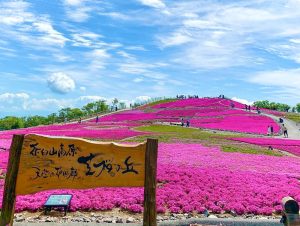 茶臼山高原芝桜まつり、6月春の花、愛知県豊田市の観光・撮影スポットの画像と写真