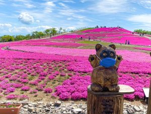 茶臼山高原芝桜まつり、6月春の花、愛知県豊田市の観光・撮影スポットの画像と写真