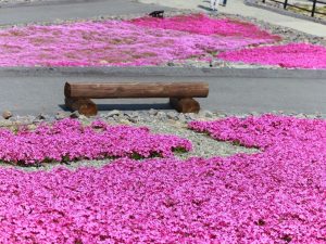 茶臼山高原芝桜まつり、6月春の花、愛知県豊田市の観光・撮影スポットの画像と写真