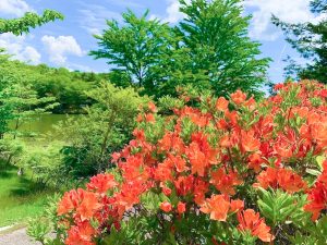 茶臼山高原、6月夏、愛知県豊田市の観光・撮影スポットの画像と写真
