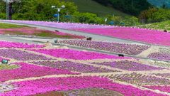 茶臼山高原芝桜まつり、6月春の花、愛知県豊田市の観光・撮影スポットの画像と写真