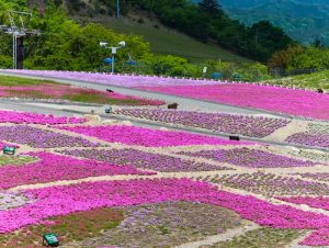 茶臼山高原芝桜まつり、6月春の花、愛知県豊田市の観光・撮影スポットの画像と写真