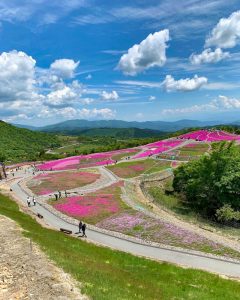 茶臼山高原芝桜まつり、6月春の花、愛知県豊田市の観光・撮影スポットの画像と写真