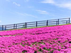 茶臼山高原芝桜まつり、6月春の花、愛知県豊田市の観光・撮影スポットの画像と写真