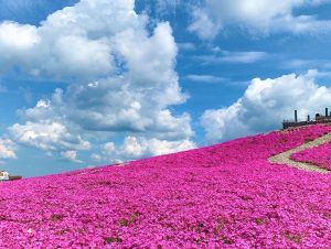 茶臼山高原芝桜まつり、6月春の花、愛知県豊田市の観光・撮影スポットの画像と写真