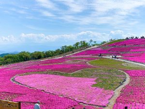 茶臼山高原芝桜まつり、6月春の花、愛知県豊田市の観光・撮影スポットの画像と写真