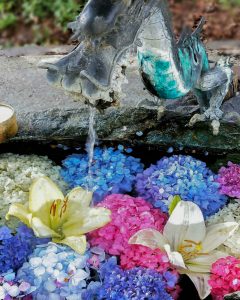 若江神社、手水舎、あじさい、５月夏の花、岐阜県岐阜市の観光・撮影スポットの名所