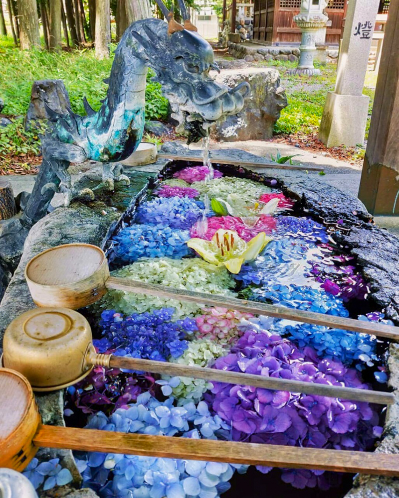 若江神社、手水舎、あじさい、５月夏の花、岐阜県岐阜市の観光・撮影スポットの名所